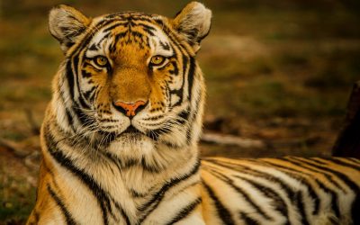 2022: Was uns im Jahr des Wasser-Tigers erwartet